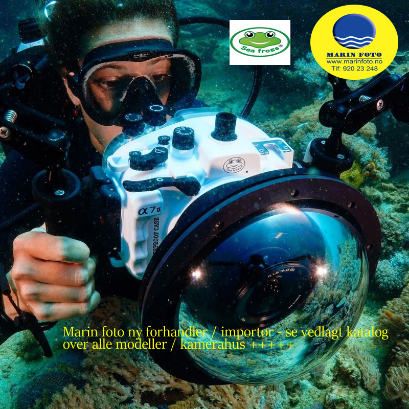 Import�r Seafrog